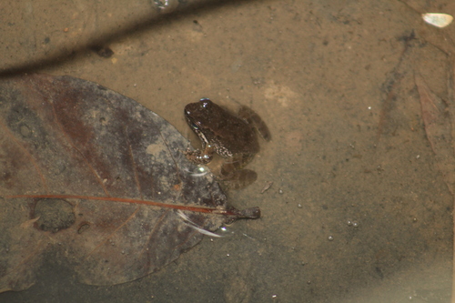 Palm Rocket Frog, Rheobates palmatus