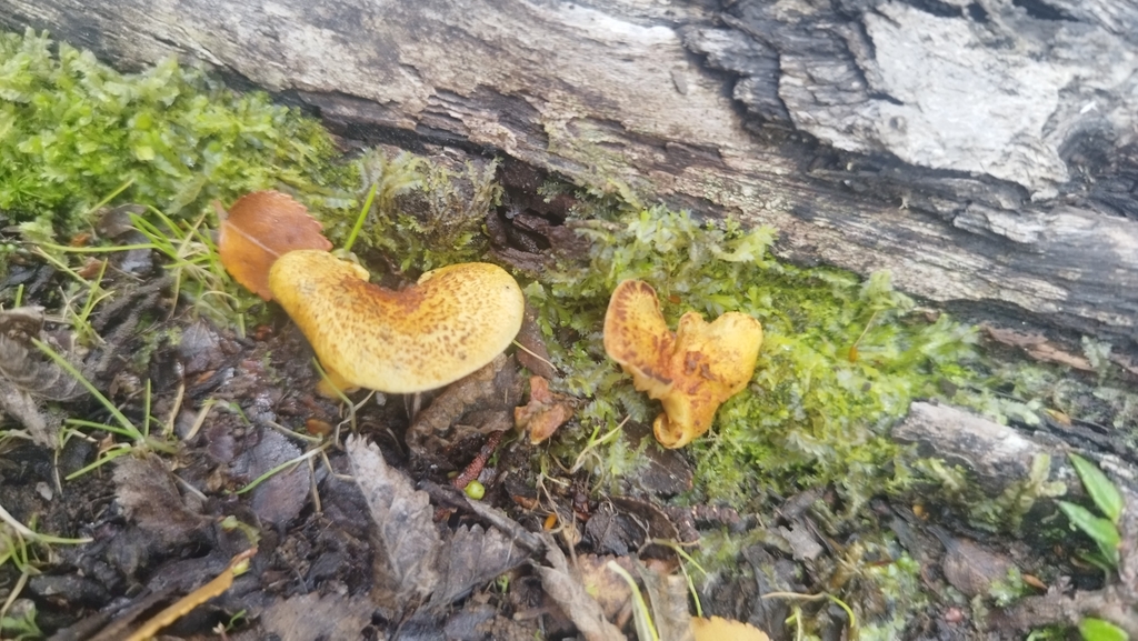 Austropaxillus statuum · February 2025 · photo: © fede_munoz (iNaturalist, cc0)