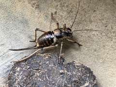 Bradyporinae