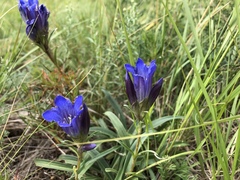 Gentiana decumbens