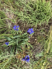 Gentiana decumbens