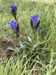Gentiana decumbens