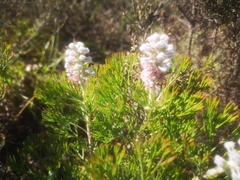 Paranomus abrotanifolius