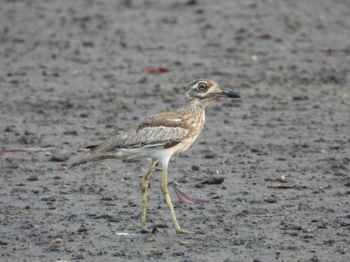 Water Thick-knee