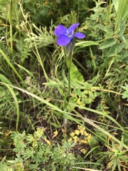 Gentianopsis barbata