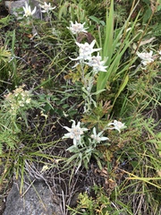 Leontopodium leontopodioides