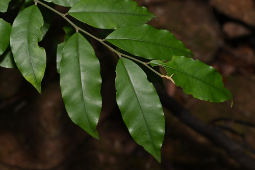 Capparis cantoniensis observed 2025-03-03