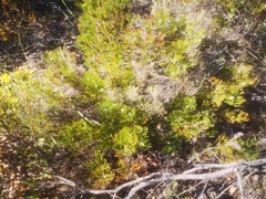 Paranomus abrotanifolius