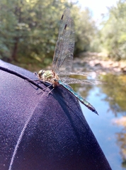 Somatochlora meridionalis