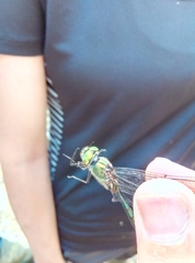 Somatochlora meridionalis