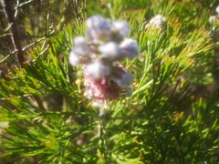 Paranomus abrotanifolius