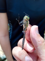 Somatochlora meridionalis