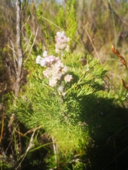 Paranomus abrotanifolius