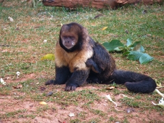 Yellow-Breasted Capuchin photo 2