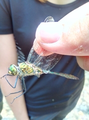 Somatochlora meridionalis