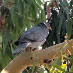 Patagioenas fasciata