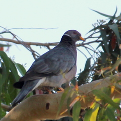 Patagioenas fasciata