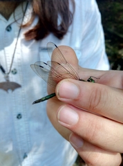 Somatochlora meridionalis