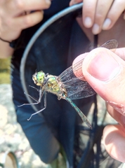 Somatochlora meridionalis