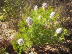 Paranomus abrotanifolius