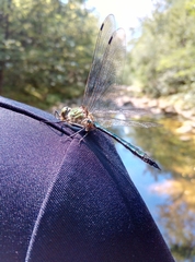 Somatochlora meridionalis