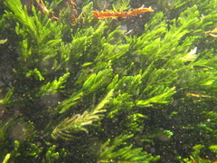 Caulerpa flexilis