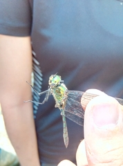 Somatochlora meridionalis