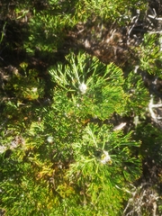 Paranomus abrotanifolius