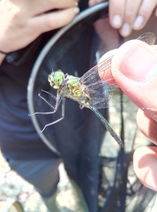 Somatochlora meridionalis