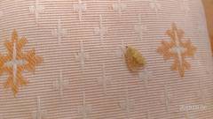 Hemipsilia coavestis