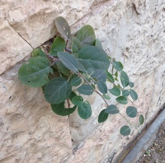 Capparis zoharyi