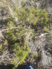 Paranomus abrotanifolius