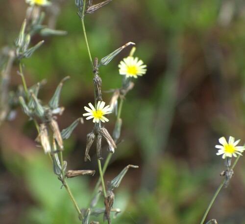 Foto de Almeirão-do-campo
