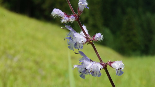 Image of Salvia japonica by (c) Masashi Hosotani, some rights reserved (CC BY)