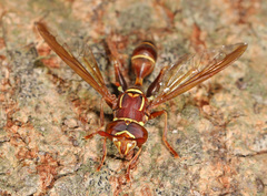 Polybiomyia schnablei