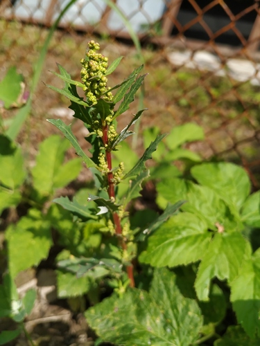 Chenopodium glaucum iNat (3)
