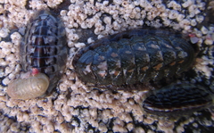 Ischnochiton maorianus