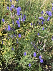 Adenophora stenanthina