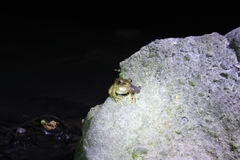 Chalcorana chalconota