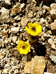 Ranunculus adoneus