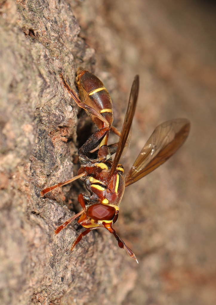 Polybiomyia