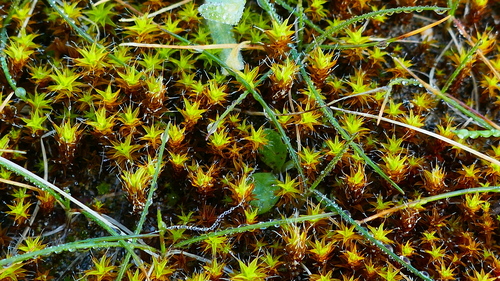 Image of Syntrichia ruraliformis by no rights reserved
