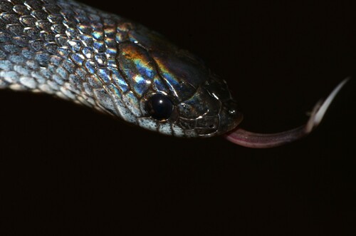 Angolan Shovel-snout