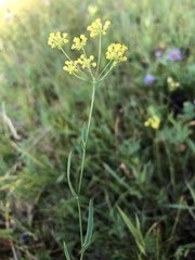 Bupleurum bicaule