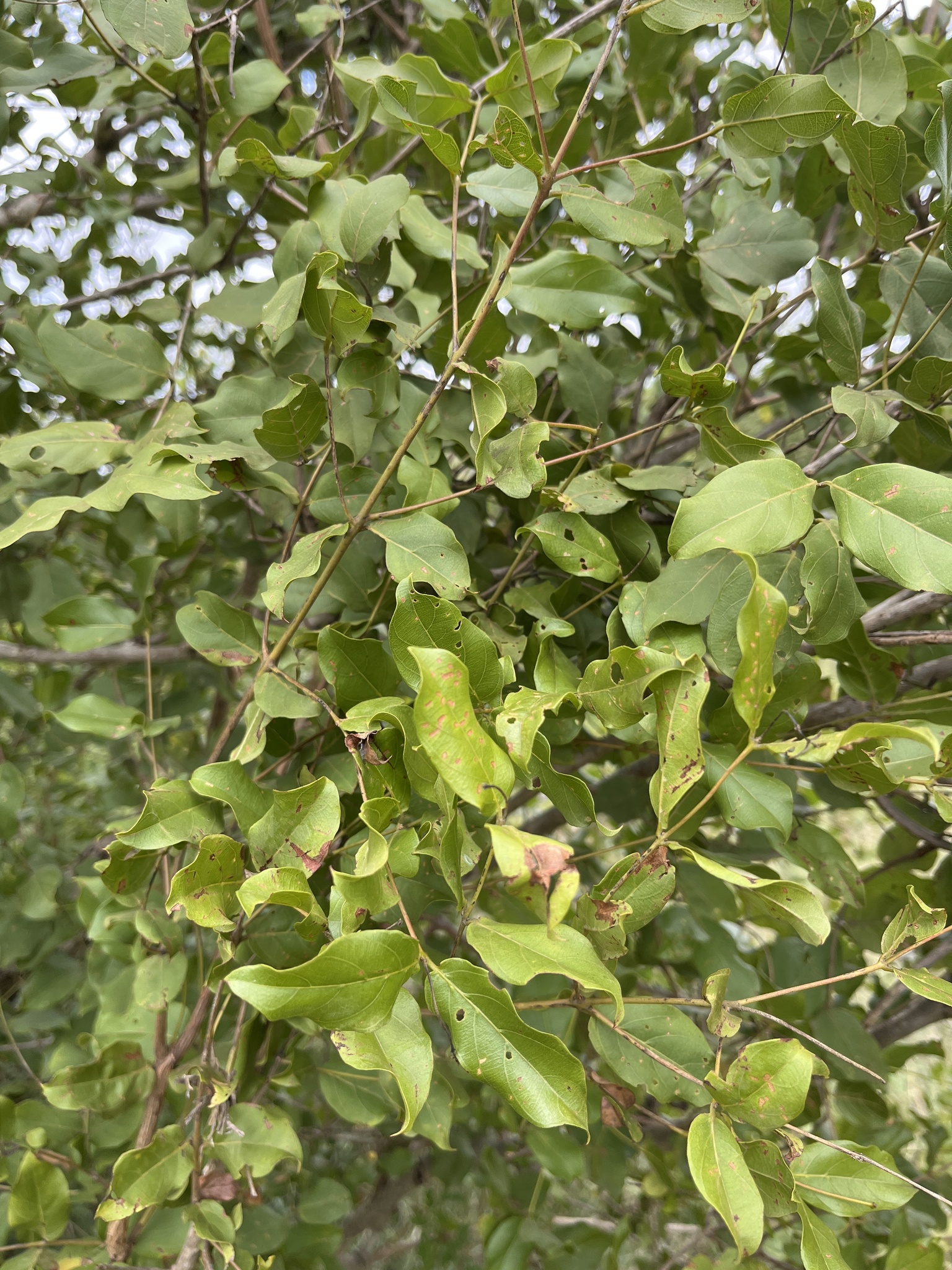 Imagem de Combretum apiculatum é conhecido como "muamba"