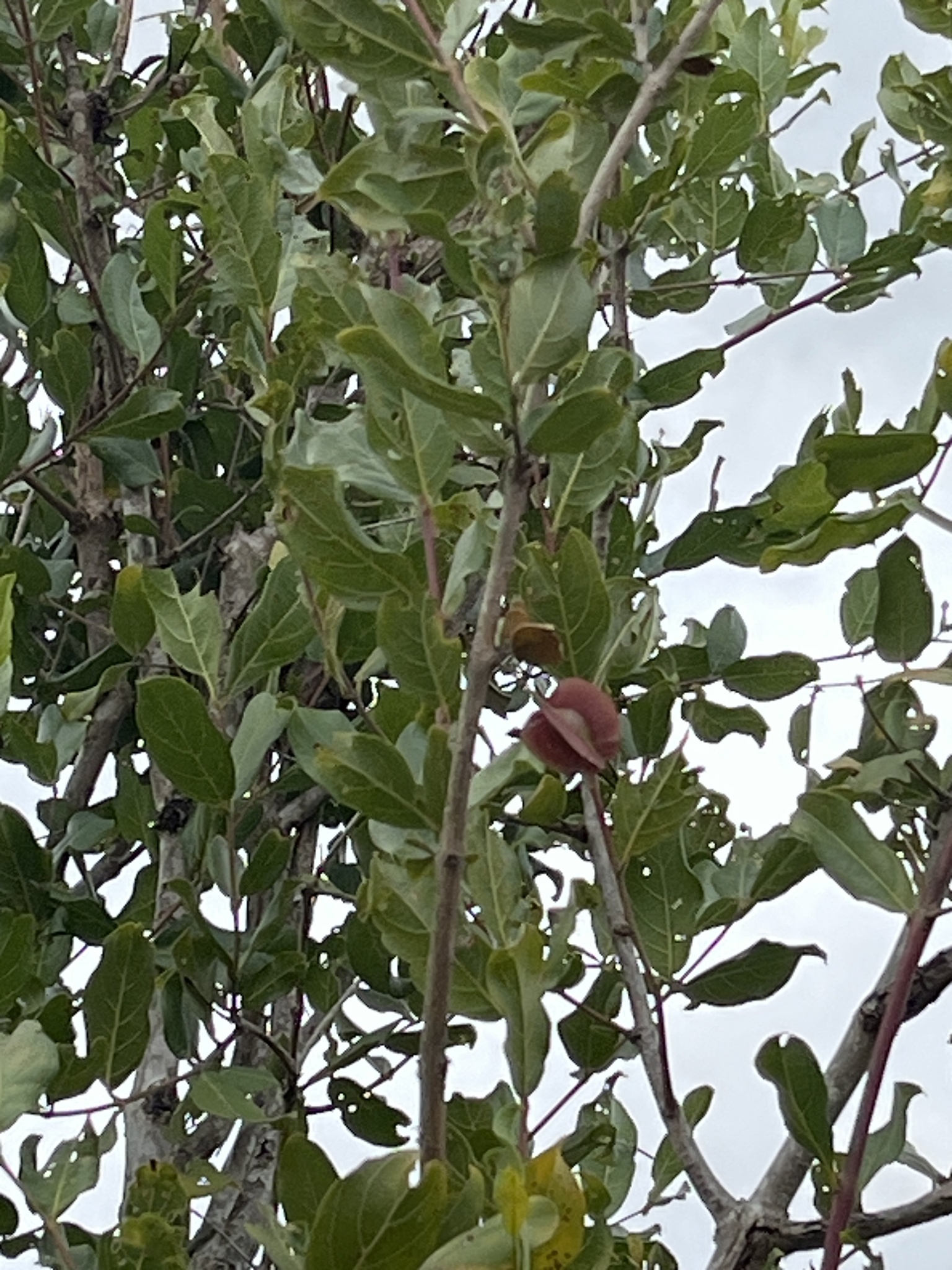 Imagem de Combretum apiculatum é conhecido como "muamba"