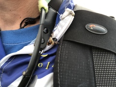 Volucella tabanoides