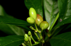 Rauvolfia verticillata