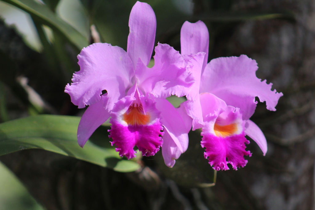 Cattleya trianae