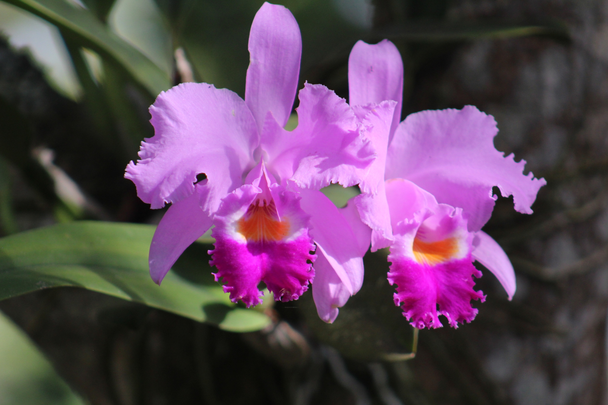 Cattleya Trianae